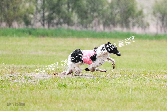 A Prelim Open Siona Bear-0833