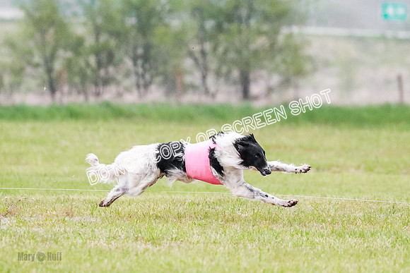 A Prelim Open Siona Bear-0835