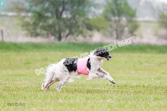 A Prelim Open Siona Bear-0839