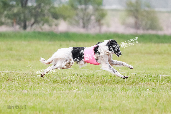 A Prelim Open Siona Bear-0840