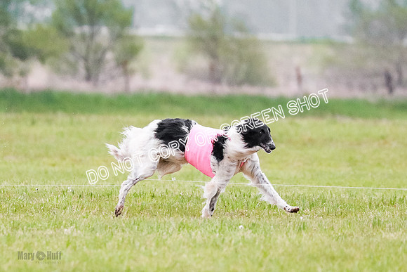 A Prelim Open Siona Bear-0841