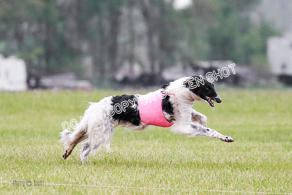 A Prelim Open Siona Bear-0843