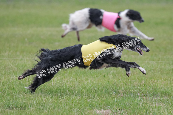 A Prelim Open Siona Bear-0848