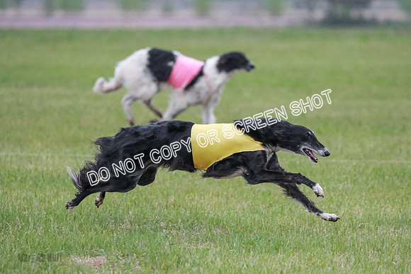 A Prelim Open Siona Bear-0849