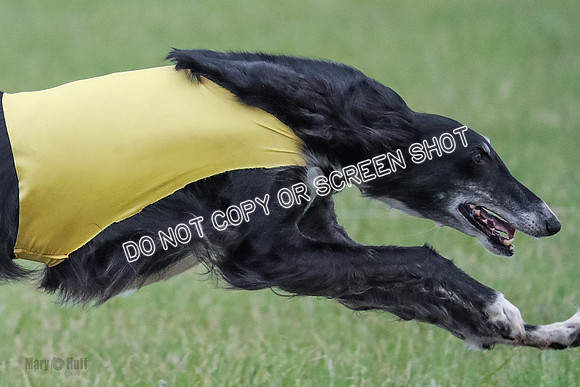 A Prelim Open Siona Bear-0858