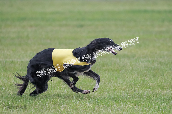 A Prelim Open Siona Bear-0852