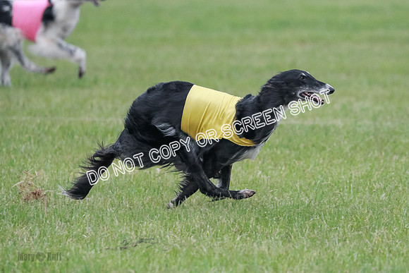 A Prelim Open Siona Bear-0851