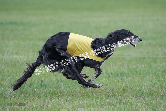 A Prelim Open Siona Bear-0861