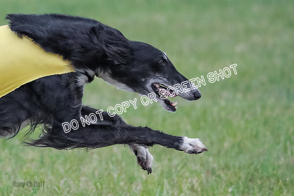 A Prelim Open Siona Bear-0863