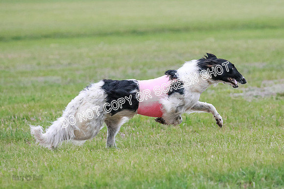 A Prelim Open Siona Bear-0872