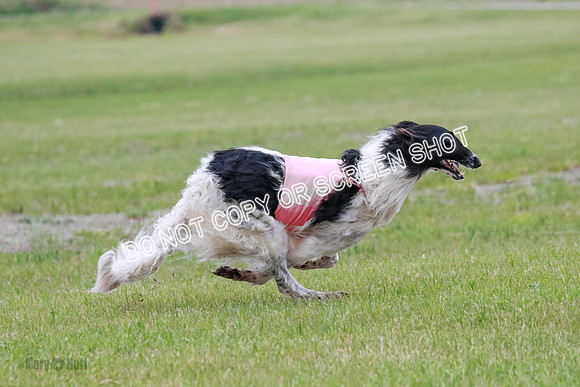 A Prelim Open Siona Bear-0876