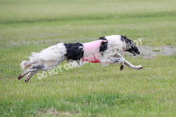 A Prelim Open Siona Bear-0873