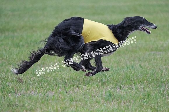 A Prelim Open Siona Bear-0866