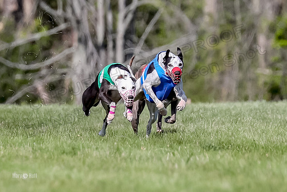 Program 1 Race 10, Halford Cheers Letti Kraken Raven-4810