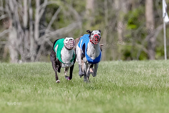 Program 1 Race 10, Halford Cheers Letti Kraken Raven-4812
