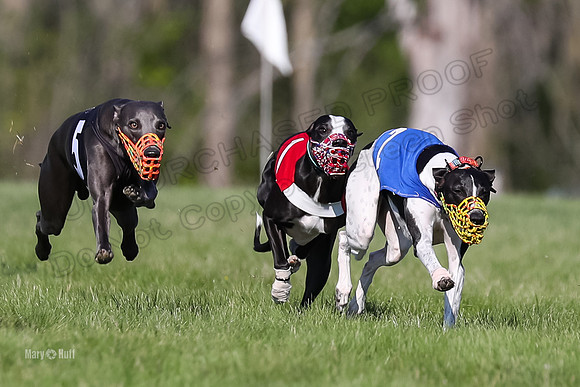 Program 1 Race 4, Jett Chuck Clara Strummer Sting-4596-2