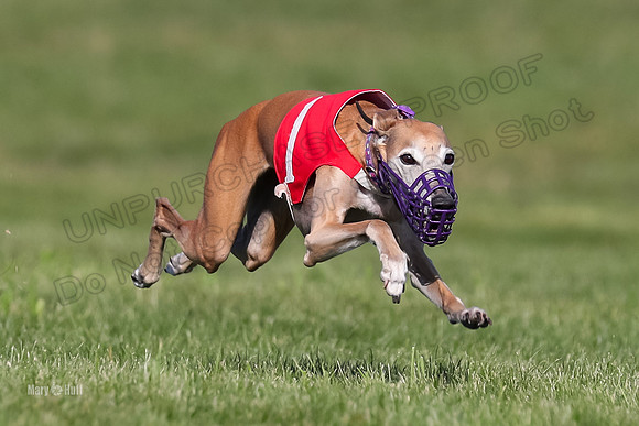 Program 1 Race 2, Katie Rose Quinni Bentley Fia Tie-Dye Stella-4556