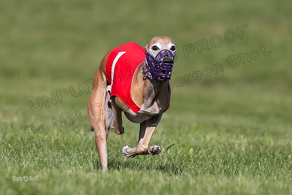 Program 1 Race 2, Katie Rose Quinni Bentley Fia Tie-Dye Stella-4554