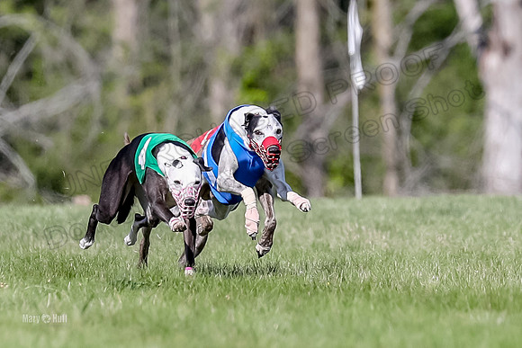 Program 1 Race 10, Halford Cheers Letti Kraken Raven-4814