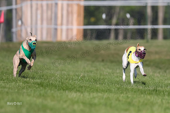 Program 1 Race 1 Puppy, Piper Maverick-4545