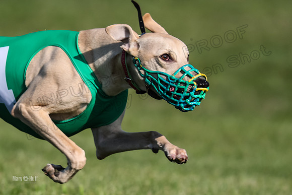 Program 1 Race 1 Puppy, Piper Maverick-4551