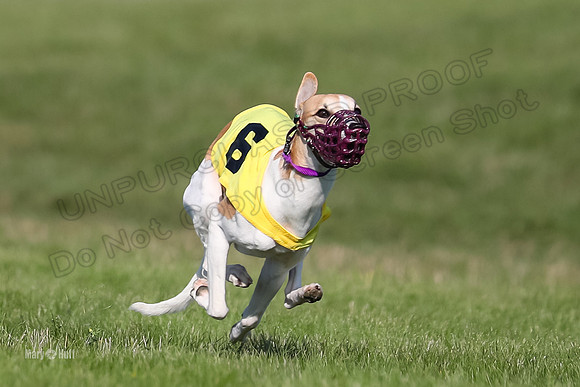 Program 1 Race 1 Puppy, Piper Maverick-4548-2