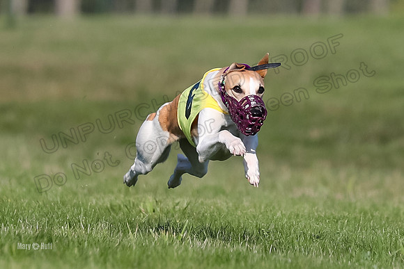 Program 1 Race 1 Puppy, Piper Maverick-4546