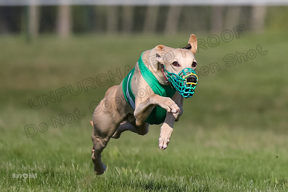 Program 1 Race 1 Puppy, Piper Maverick-4548
