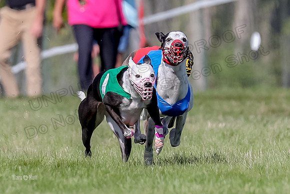 Program 1 Race 10, Halford Cheers Letti Kraken Raven-4821