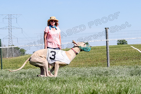 Program 2 Race 1 Puppy, Piper Maverick-4862