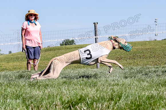 Program 2 Race 1 Puppy, Piper Maverick-4863