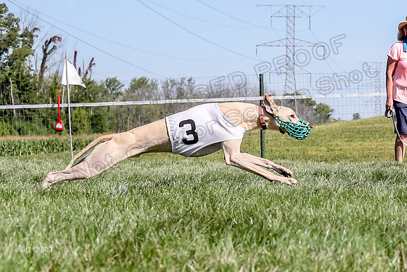 Program 2 Race 1 Puppy, Piper Maverick-4860