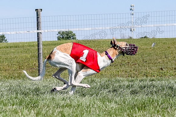 Program 2 Race 1 Puppy, Piper Maverick-4861