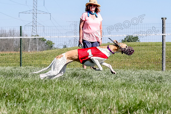 Program 2 Race 1 Puppy, Piper Maverick-4859