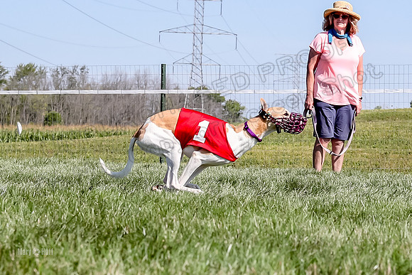 Program 2 Race 1 Puppy, Piper Maverick-4858