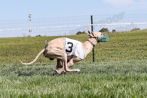 Program 2 Race 1 Puppy, Piper Maverick-4865