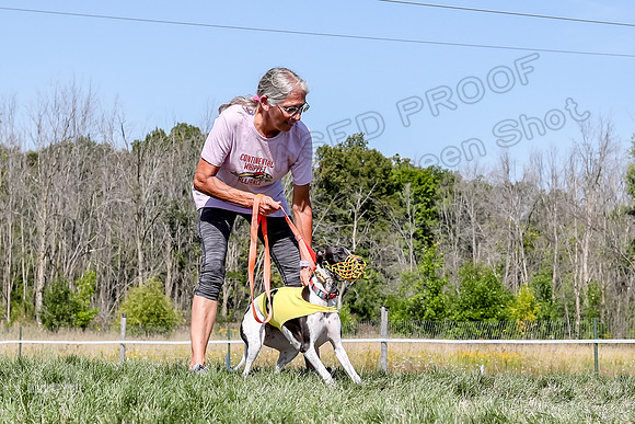 Program 2 Race 6, Bolty Eddie Valleri Rosie Chuck-4986
