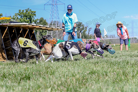 Program 2 Race 8, Sting Janey Safari Babblez Bogie-5039