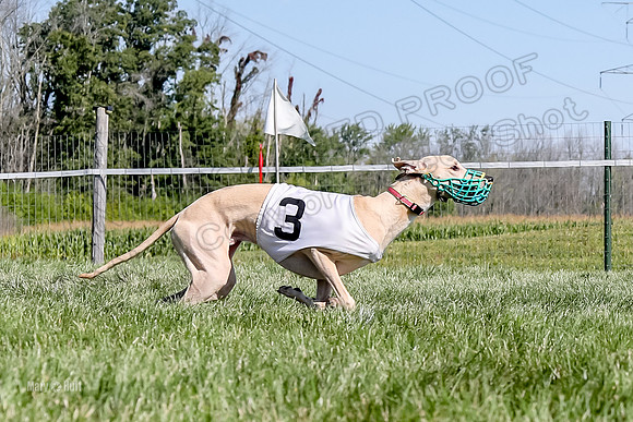 Program 2 Race 1 Puppy, Piper Maverick-4859-2