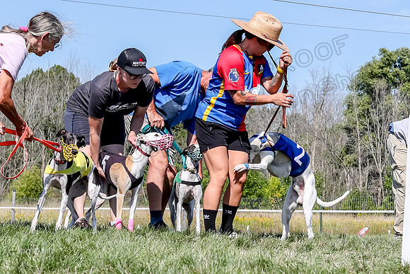 Program 2 Race 6, Bolty Eddie Valleri Rosie Chuck-4991