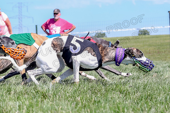 Program 2 Race 8, Sting Janey Safari Babblez Bogie-5042