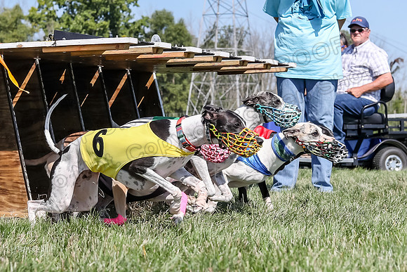 Program 2 Race 6, Bolty Eddie Valleri Rosie Chuck-5001