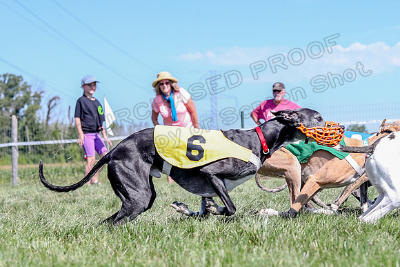 Program 2 Race 8, Sting Janey Safari Babblez Bogie-5043