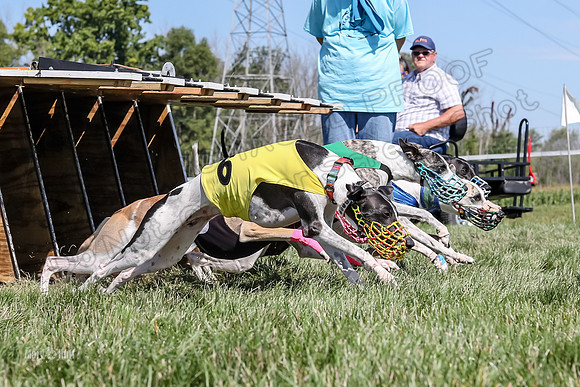 Program 2 Race 6, Bolty Eddie Valleri Rosie Chuck-5002
