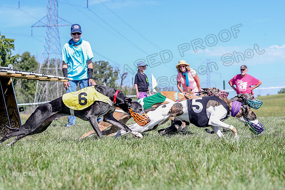 Program 2 Race 8, Sting Janey Safari Babblez Bogie-5041