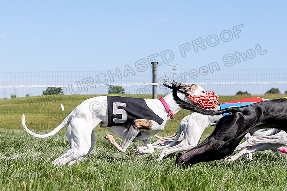 Program 2 Race 4, Clara Stella Riley Gambit Bandit-4933