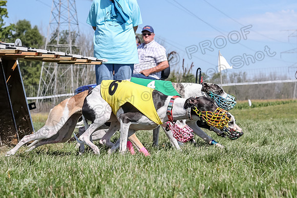 Program 2 Race 6, Bolty Eddie Valleri Rosie Chuck-5003