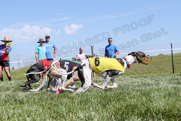 Program 2 Race 6, Bolty Eddie Valleri Rosie Chuck-5007