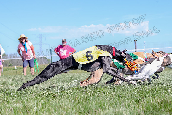 Program 2 Race 8, Sting Janey Safari Babblez Bogie-5044