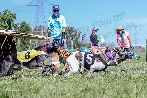 Program 2 Race 8, Sting Janey Safari Babblez Bogie-5040
